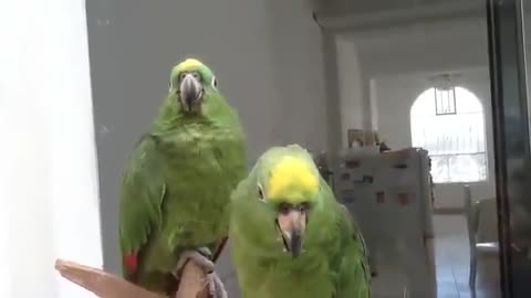 Beautiful parrot Singing sons//parrot funny videos