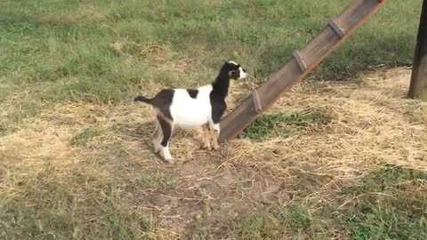 Black and white goat tries to follow kid up ramp but fails