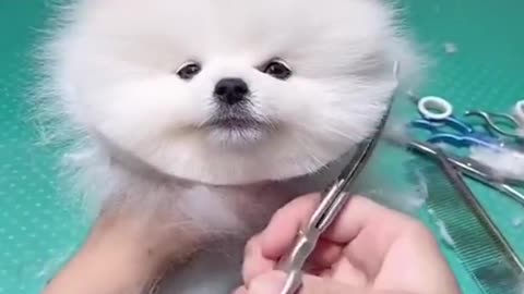 i cut the hair of my cutey paai cute & funny dog -tik tok funny dog