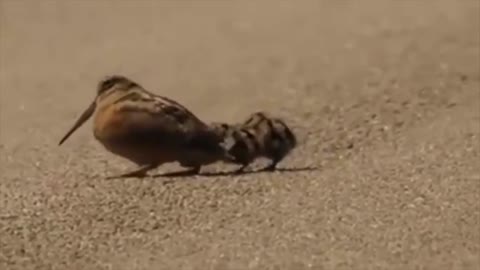 Borb dance | Cute Pets