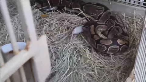 ⛔ Why You Don't Feed Live Prey to Your Snake❗❌How to Transition a Ball Python off Live Prey