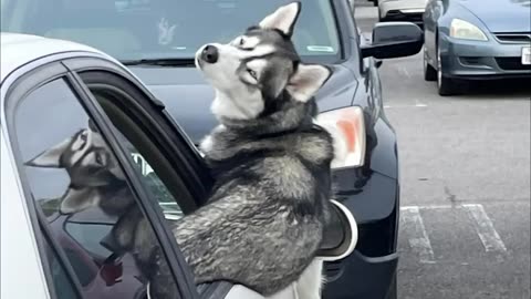 Husky The Drama Queen - Funny Animals 2024