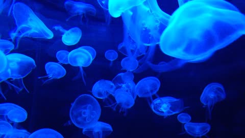 beautifull jellyfish meduses