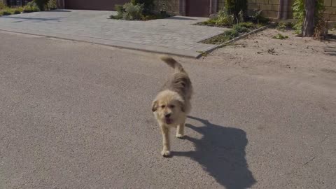 Owner Abandoned his Dog on the Street After Selling House