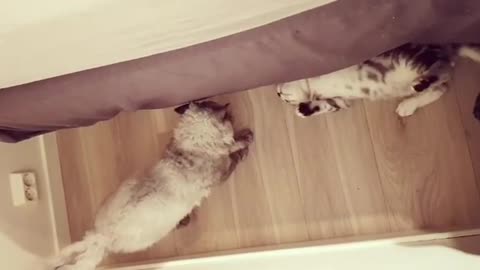 2 Kittens Playing Under the Bed
