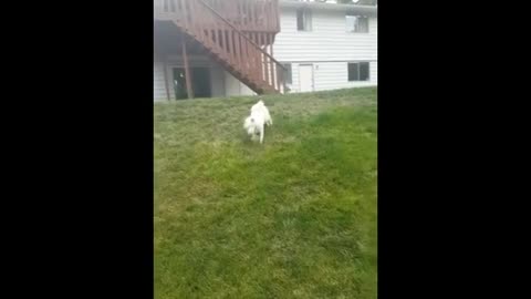 Dog playing funny video