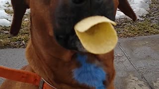 Well-trained doggy makes "duck lips" without breaking potato chips