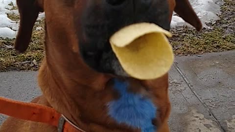 Well-trained doggy makes "duck lips" without breaking potato chips