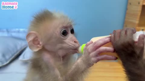 monkey family #monkey love your parents #rumbleshorts #shortmonkeyvideo