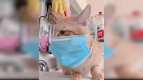 Cat needs mask😚😚