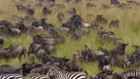 Zebras, herd of zebras, wildlife, wild animals