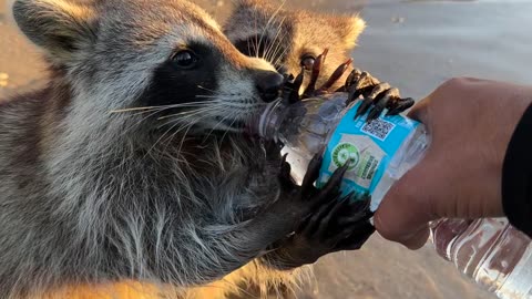 Thirsty Beach Raccoons Drink Water