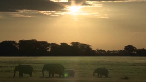 Clouds and the sun move in time lapse over a herd of elephants on the African savannah