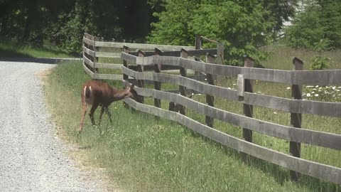 Mother and Baby Deer Video 2022