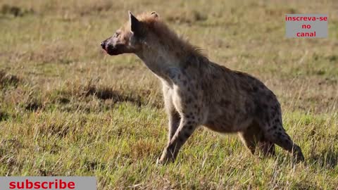 best hyena attacks