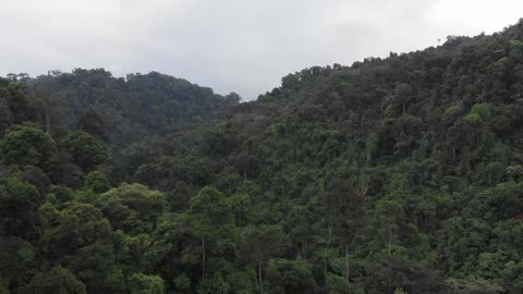 Palm oil production effect on Animal and Plant Life - Deforestation in Sumatra!