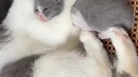 Feline mom caressing her puppy😺