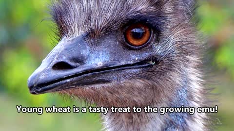 Emu went to war and won / Los Emu le Ganan la Guerra a los Australianos