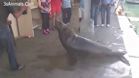 seal defends feed