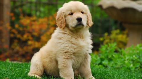 Top 10 dog breeds with the cutest puppies in the world