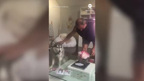Soulful husky sings along with his harmonica-playing owner ABC News
