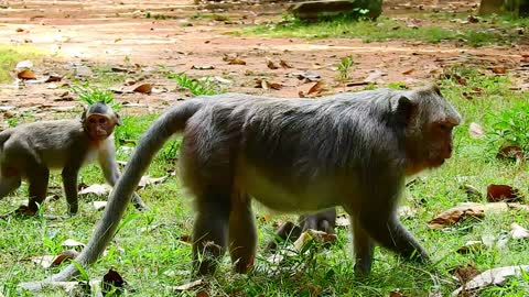 Funny animals# baby monkey playing, nature#37#love animals.