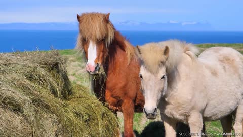 CABALLOS COMIENDO EN EL RANCHO