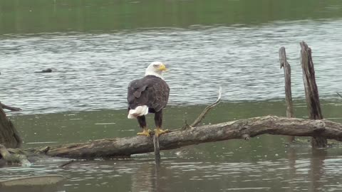 117 Toussaint Wildlife - Oak Harbor Ohio - Eagle Finally Gets A Meal.