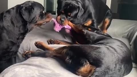 Three dogs playing with a toy
