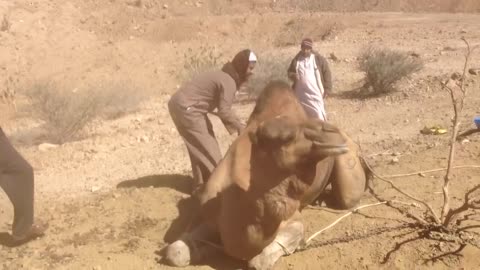 Arabic Camel in the Mountain Desert