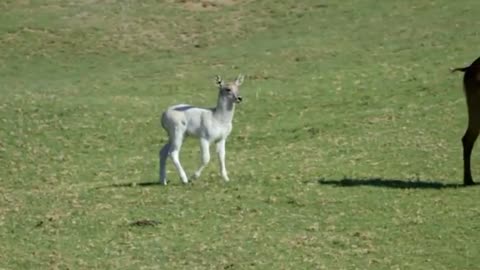 Rare white waterbuck calf at San Diego Zoo