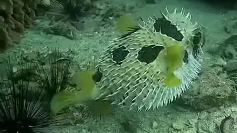 Fish fugu