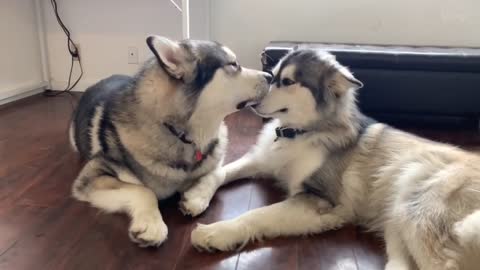 Dogs loving each others _Alaskan Malamute