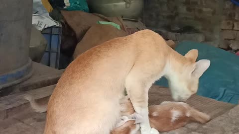 Mom Cat Cleaning her Little Kitten 🐈