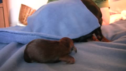 A cute puppy gives birth "must watch" 🤩