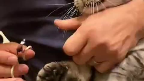 猫 爪切りに激おこ💢cat cutting nails