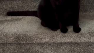 Adopting a Cat from a Shelter Vlog - Cute Precious Piper is Alert on the Stairs #shorts