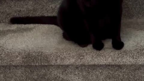 Adopting a Cat from a Shelter Vlog - Cute Precious Piper is Alert on the Stairs #shorts
