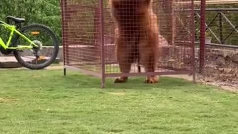 Tibetan mastiff !!