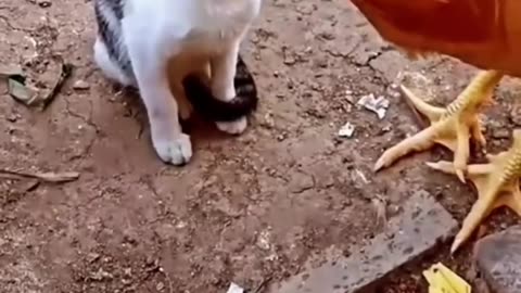 Crazy Cat vs Chicken _ funny _ video shorts