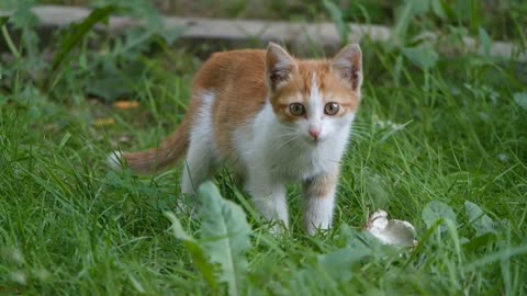 Lovely little cats catlove 2021