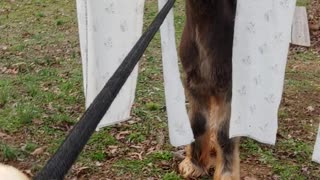 New Gypsy Colt Quiggly Going Through Obstacles – Cowboy Shower or Waterfall