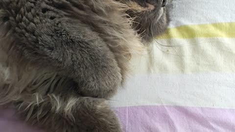 Lazy Cat in the Afternoon: Princess the cat is sleeping