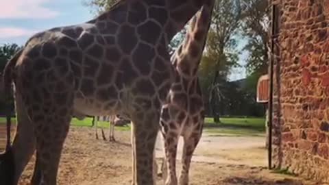 Giraffe turns nose up at treats offered to him - did someone say rejected?