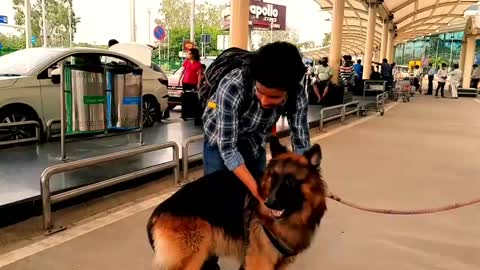 the dog is metting his Owner after long time