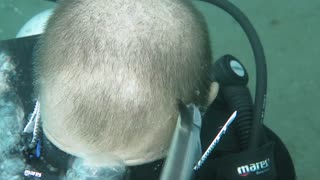 Remora Fish Cleaning the Head of a Diver