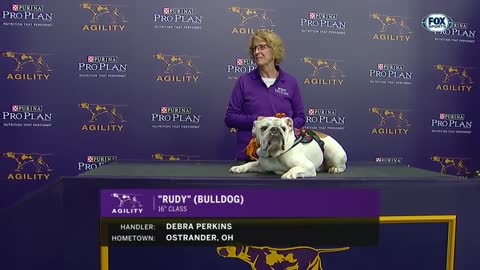 Bulldog Rudy crushes competition