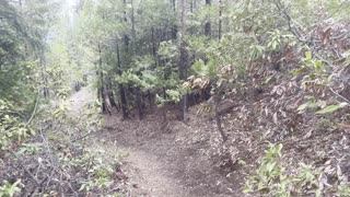 Traversing Down Black Butte Trail – Deschutes National Forest – Central Oregon – 4K