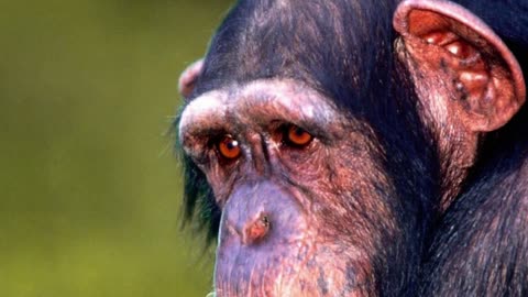 The Chimpanzee Who Mauled The Face Of A Girl | Kese Kiya 1 Chimpanzee Ne Larki Par Hamla | Travis