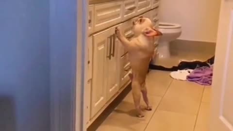 Funny dogs video.